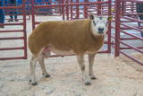 Lot 119 Sold for £900 from H Cockburn & Ptnrs Kingside